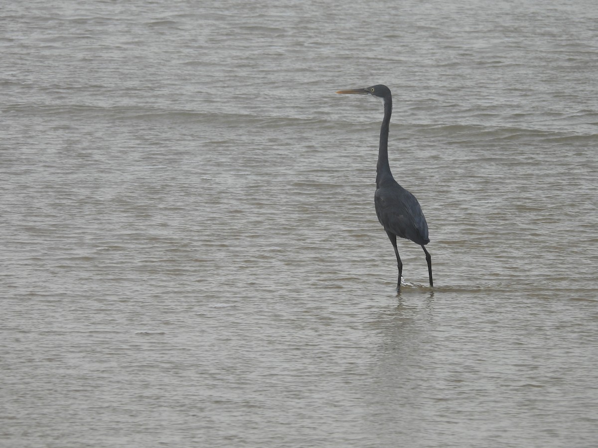 Western Reef-Heron - ML644559955
