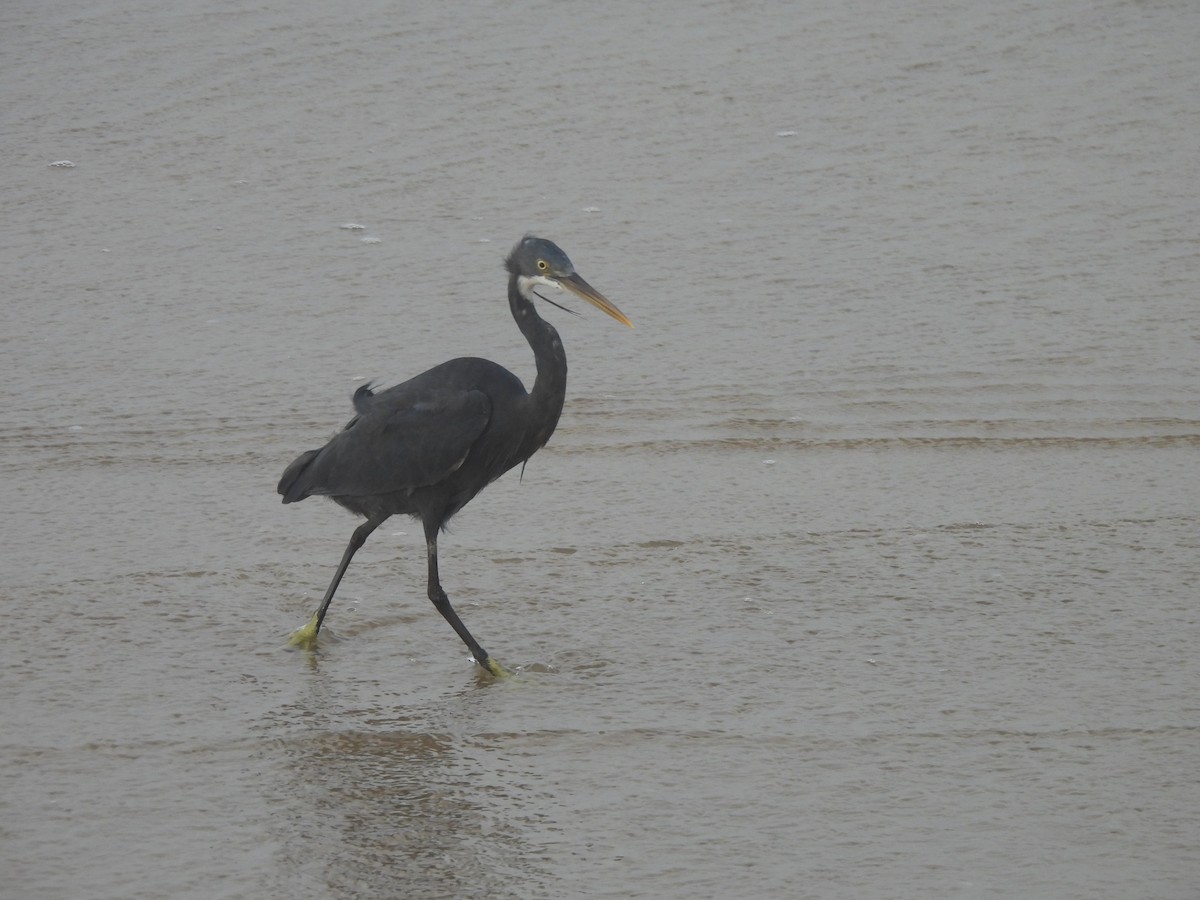 Western Reef-Heron - ML644559956