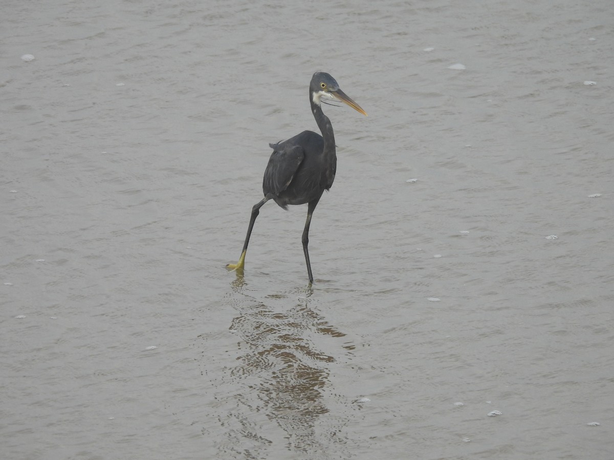 Western Reef-Heron - ML644559957