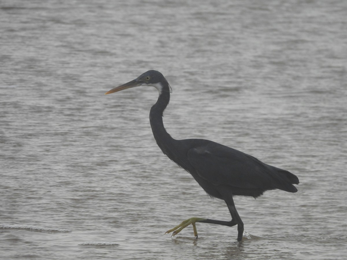 Western Reef-Heron - ML644559958