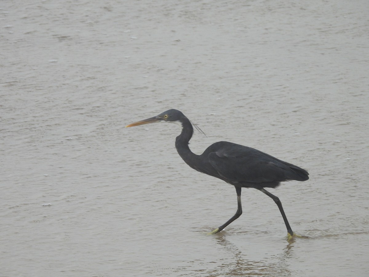 Western Reef-Heron - ML644559959