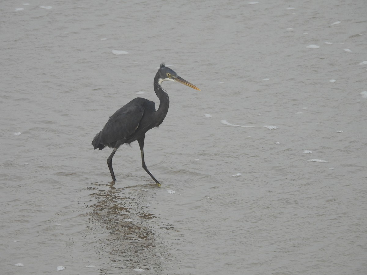 Western Reef-Heron - ML644559960