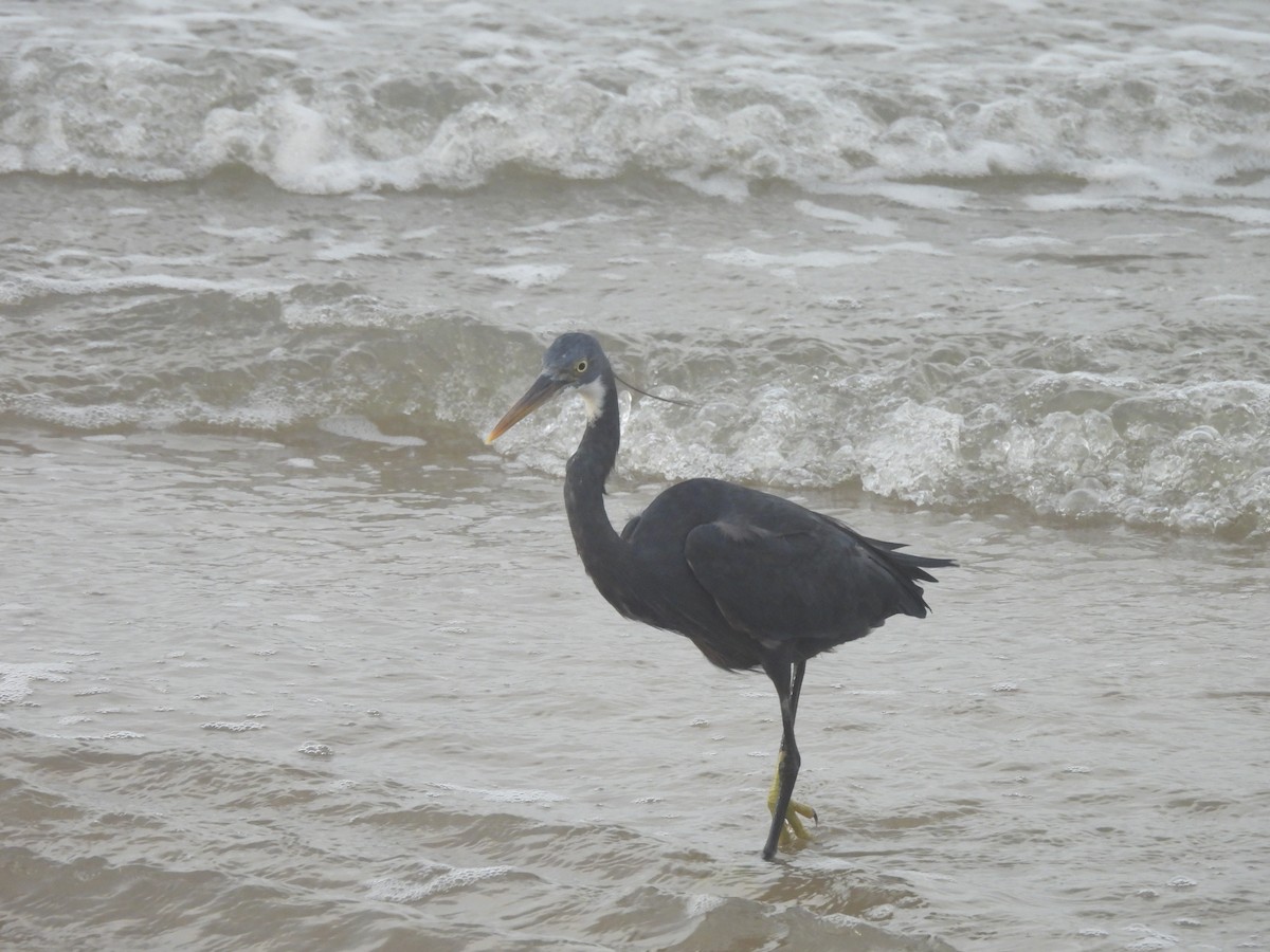 Western Reef-Heron - ML644559961