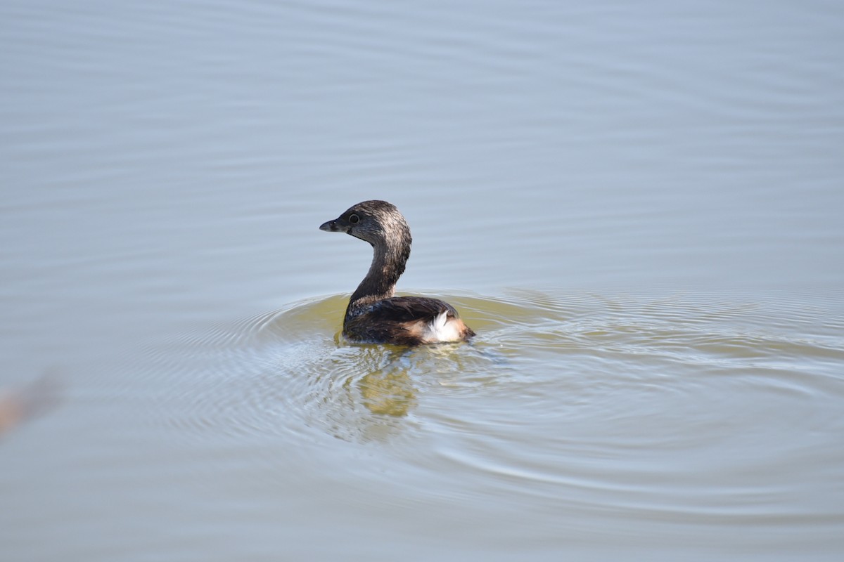 Pied-billed Grebe - ML644559964