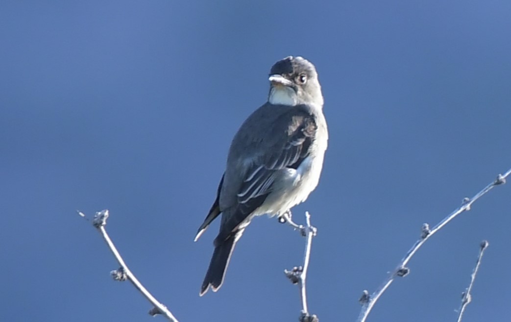 Western Wood-Pewee - ML644559968