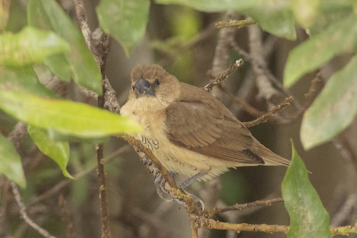 Scaly-breasted Munia - ML644559971