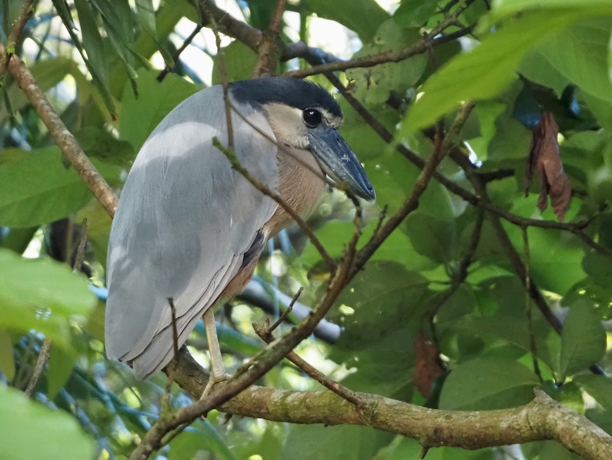 Boat-billed Heron - ML644559979