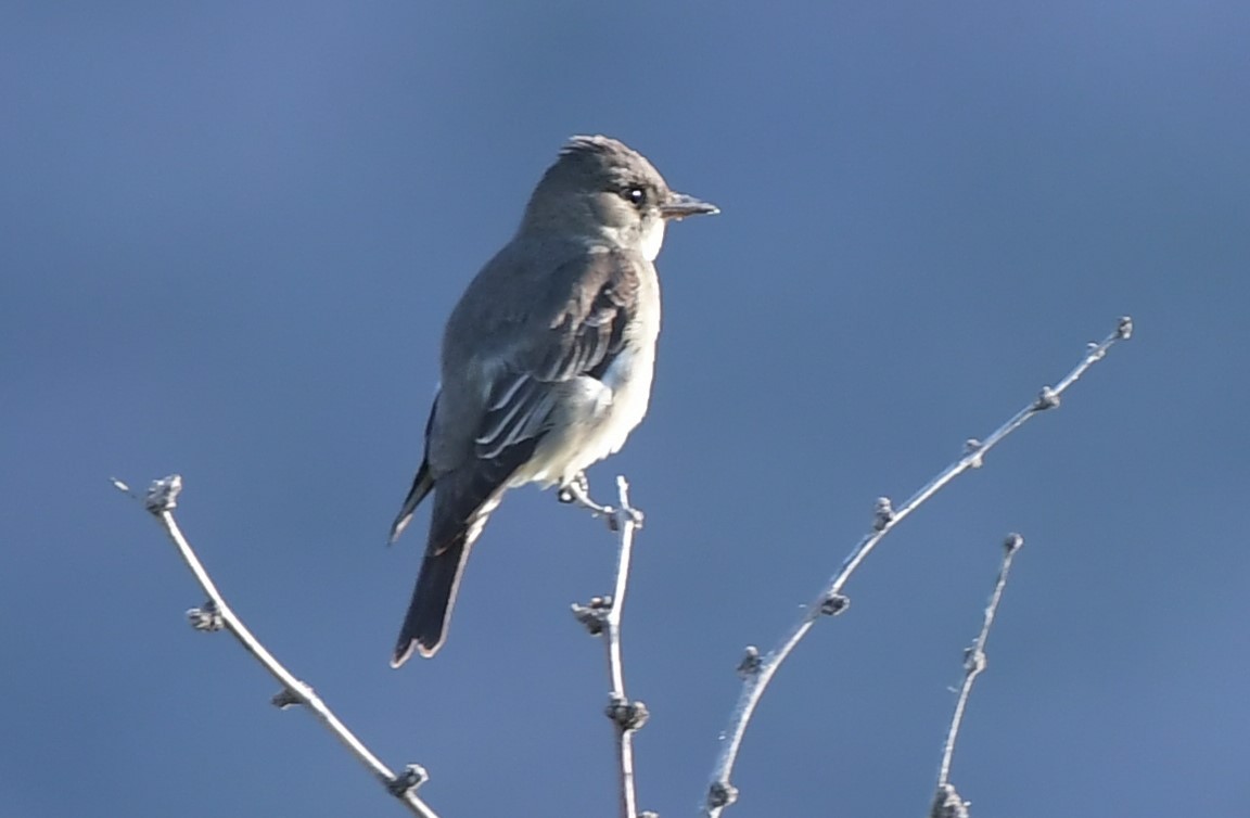 Pioui de l'Ouest - ML644559980