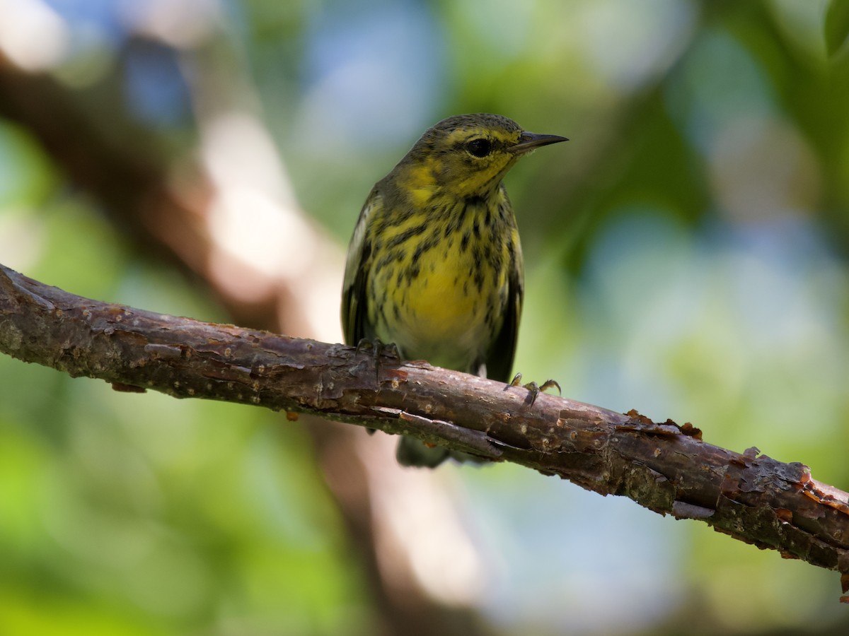 Paruline tigrée - ML644559982