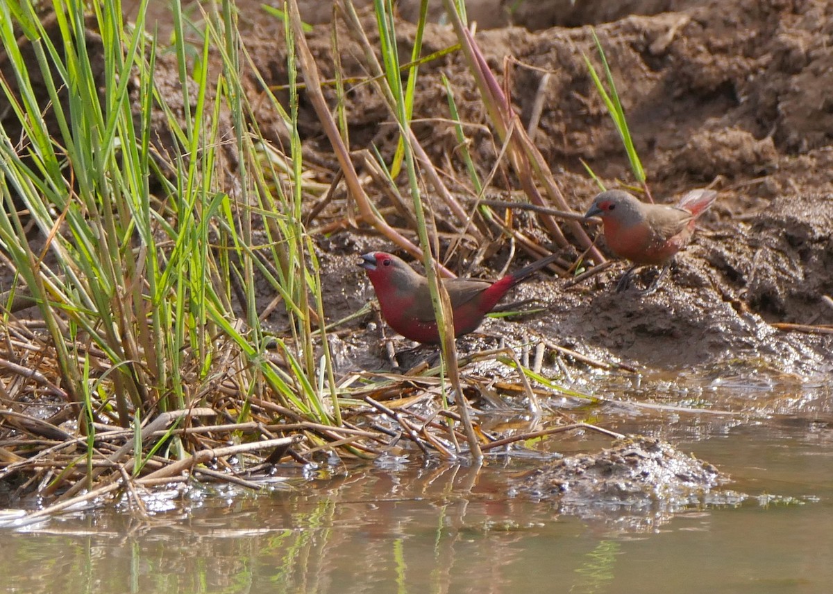 African Firefinch - ML644559989