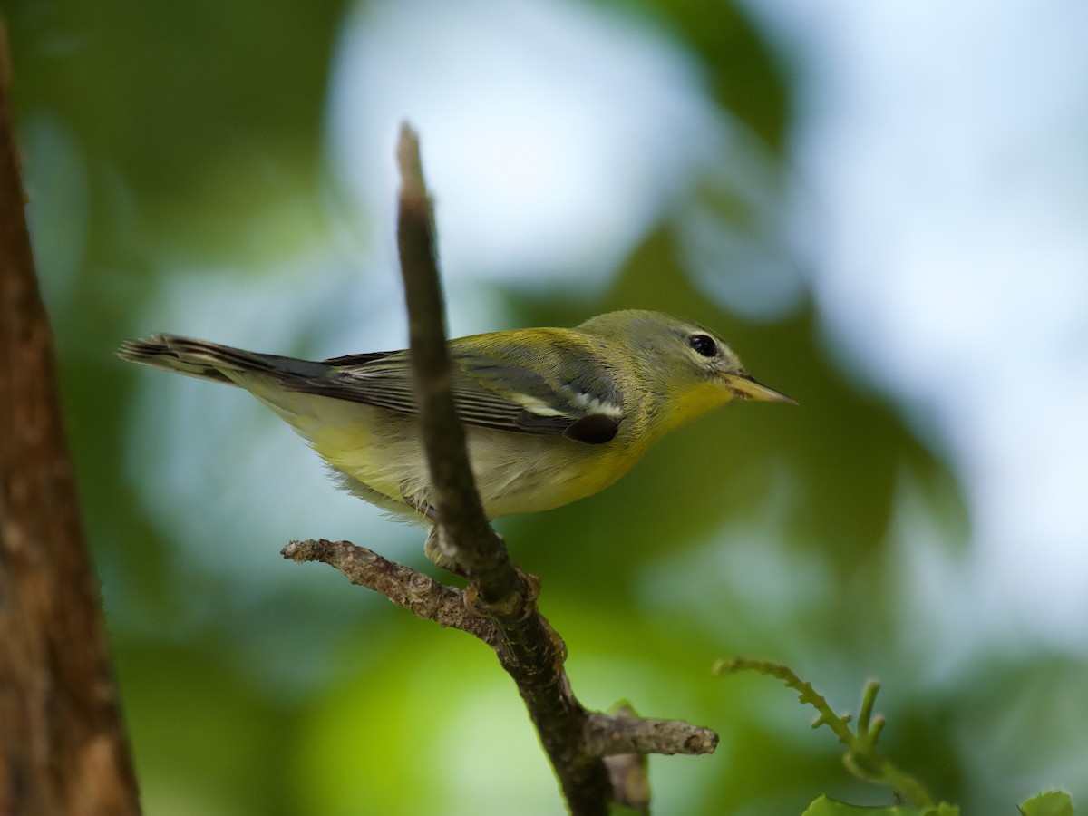 Northern Parula - ML644559992