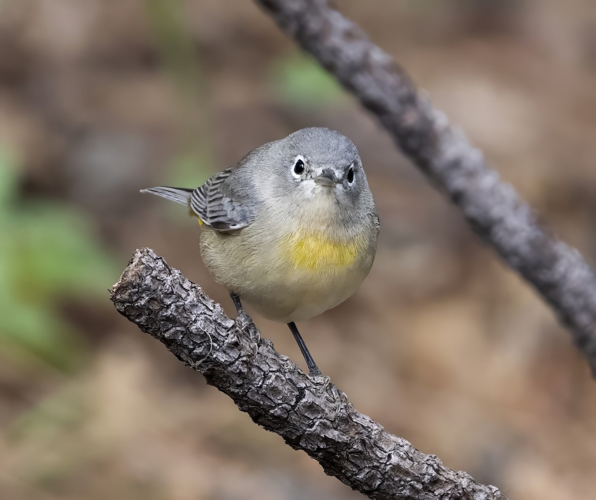 Virginia's Warbler - ML644560008