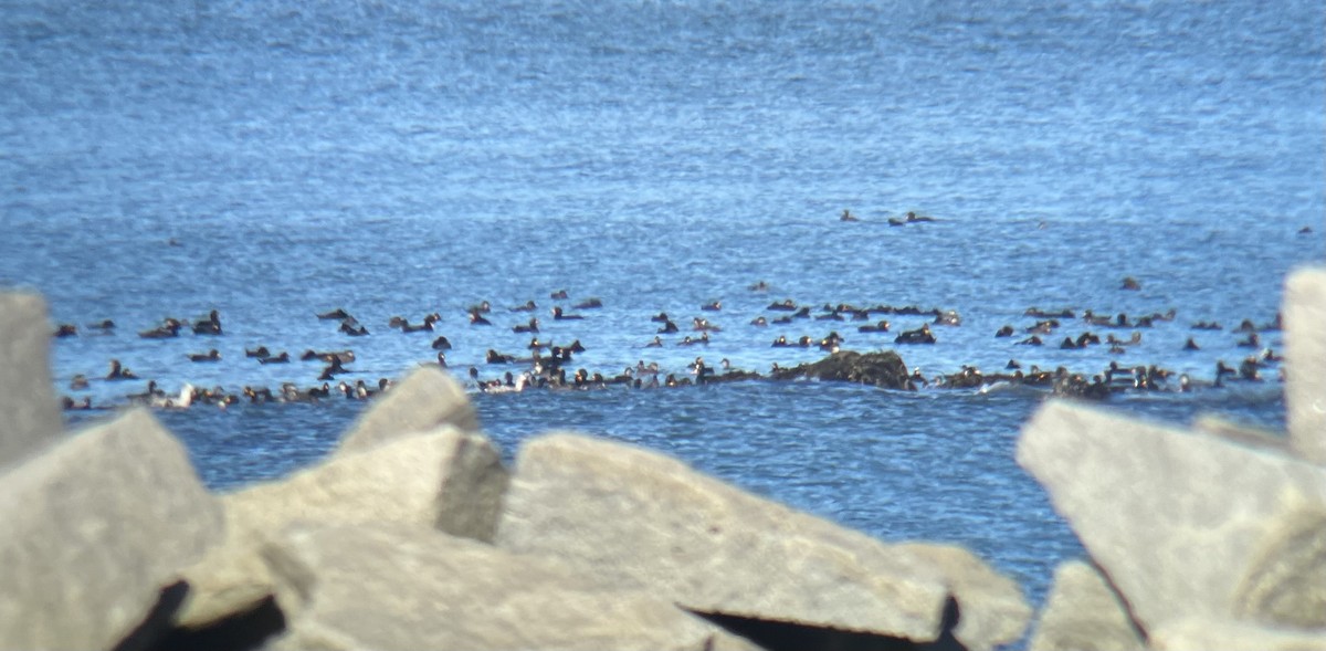 Ahatebeltz amerikarra - ML644560013