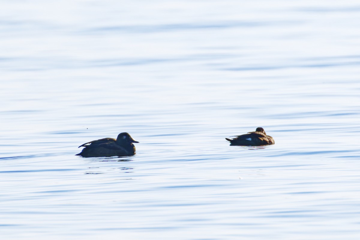 White-winged Scoter - ML644560015