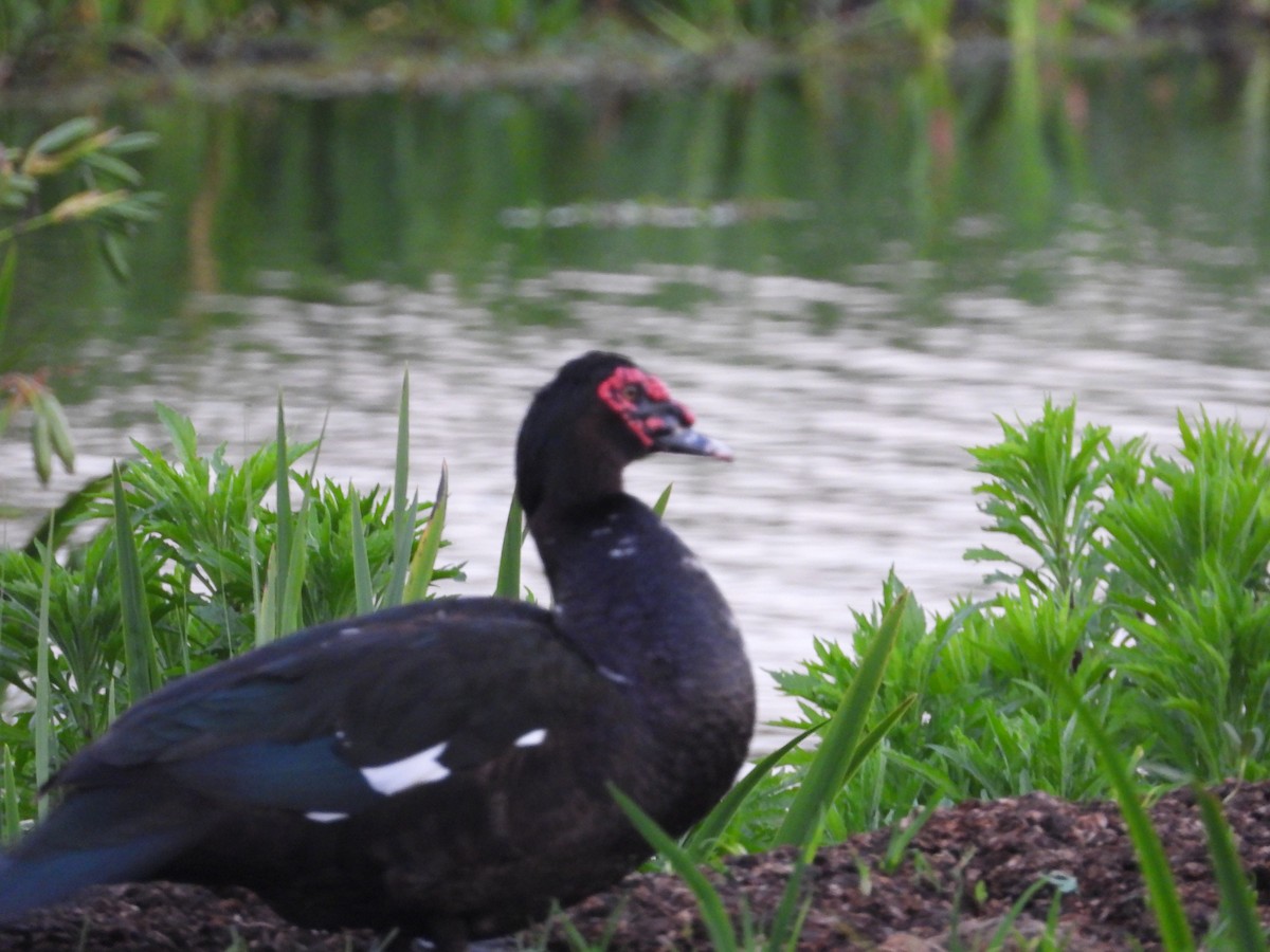 Muscovy Duck - ML644560019
