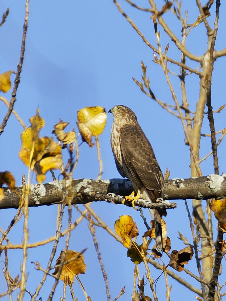 Sharp-shinned Hawk - ML644560027
