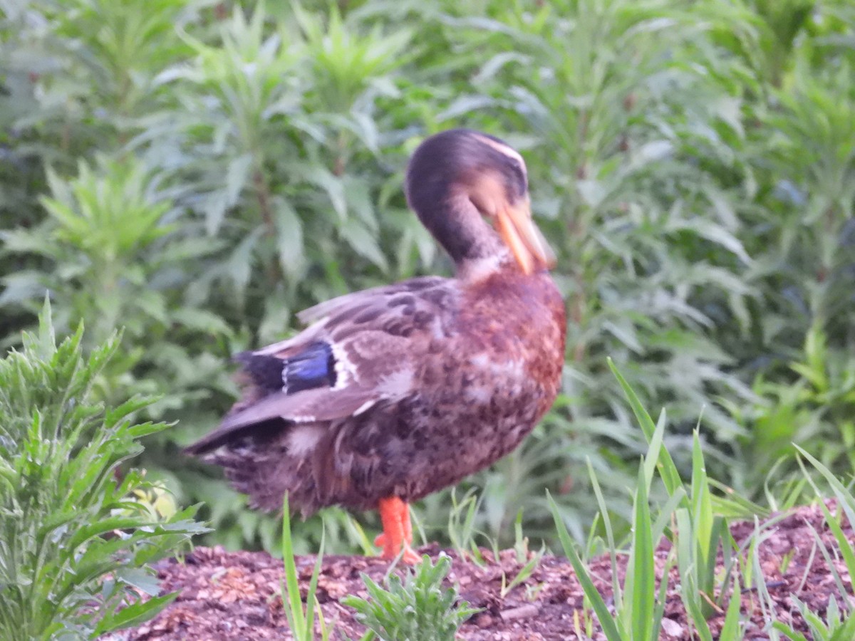 Mallard (Domestic type) - ML644560029