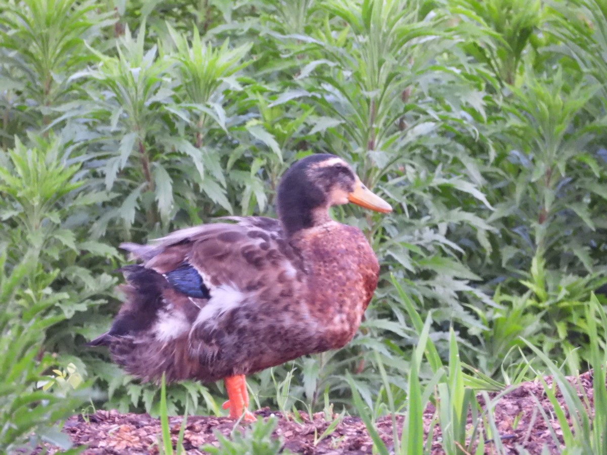 Mallard (Domestic type) - ML644560030