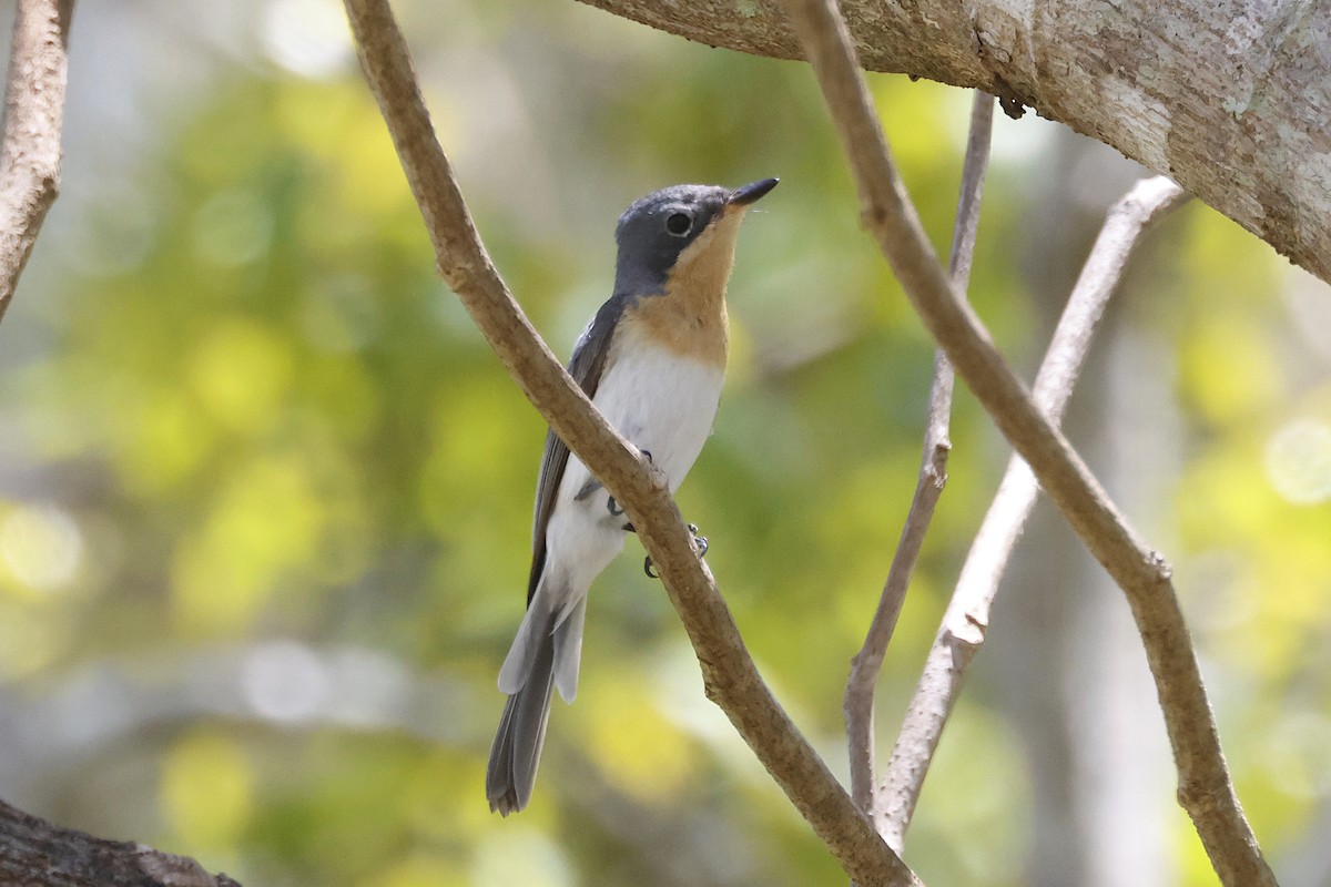 Leaden Flycatcher - ML644560033