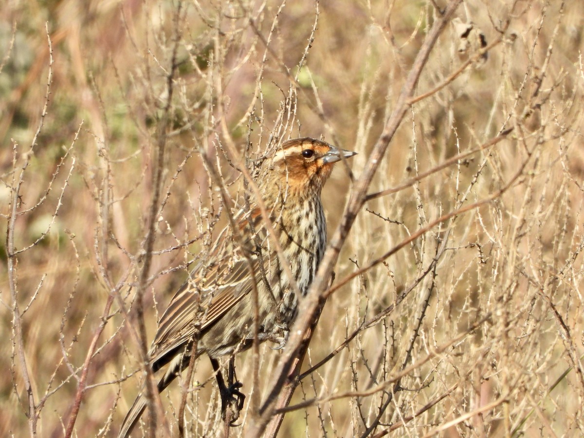 vlhovec červenokřídlý - ML644560034