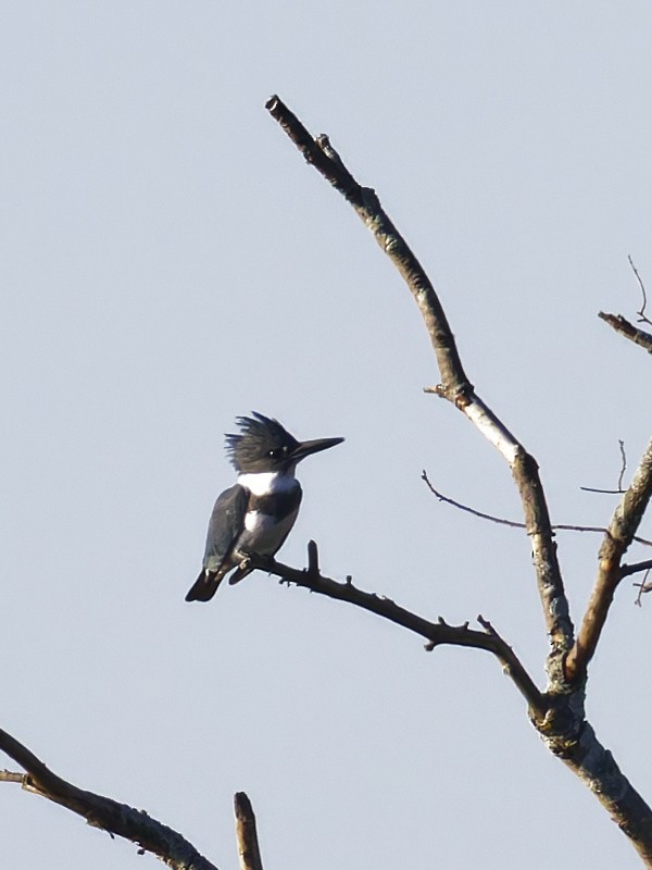Belted Kingfisher - ML644560036