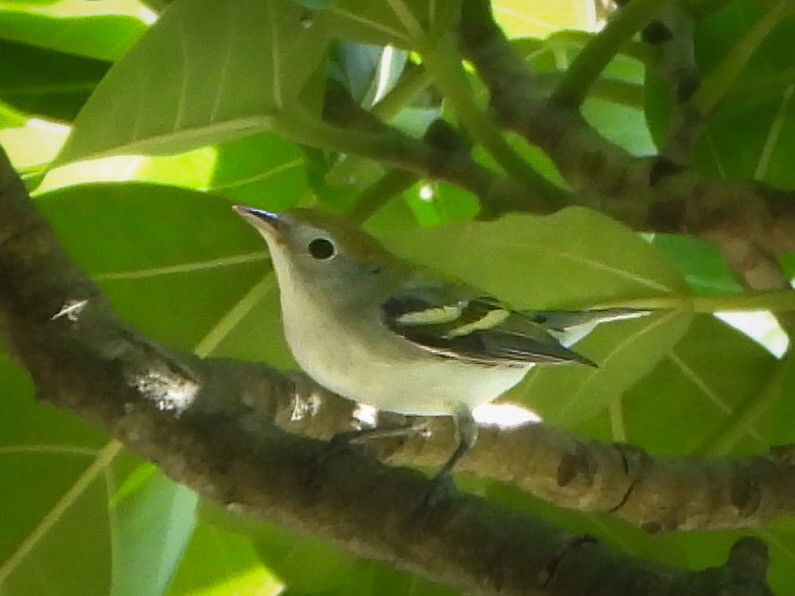 lesňáček rezavoboký - ML644560043