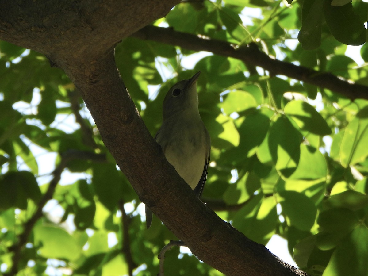 lesňáček rezavoboký - ML644560046