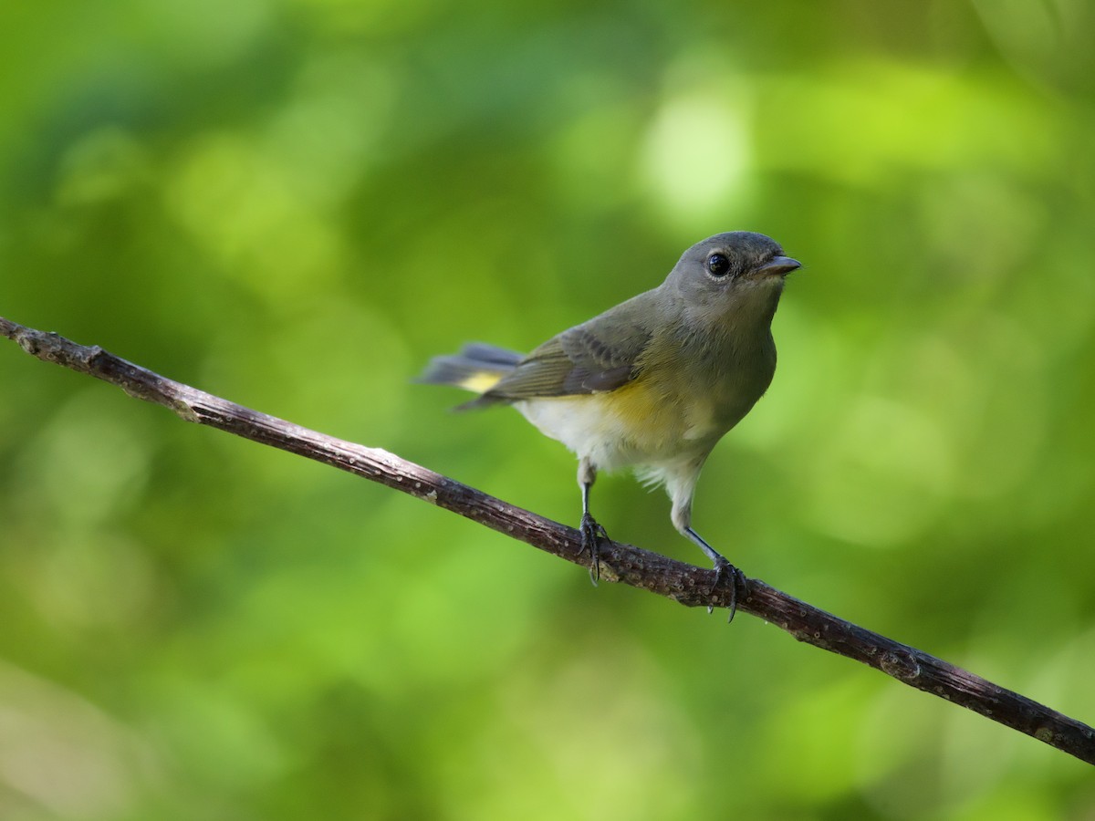 Kızıl Kuyruklu Ötleğen - ML644560047