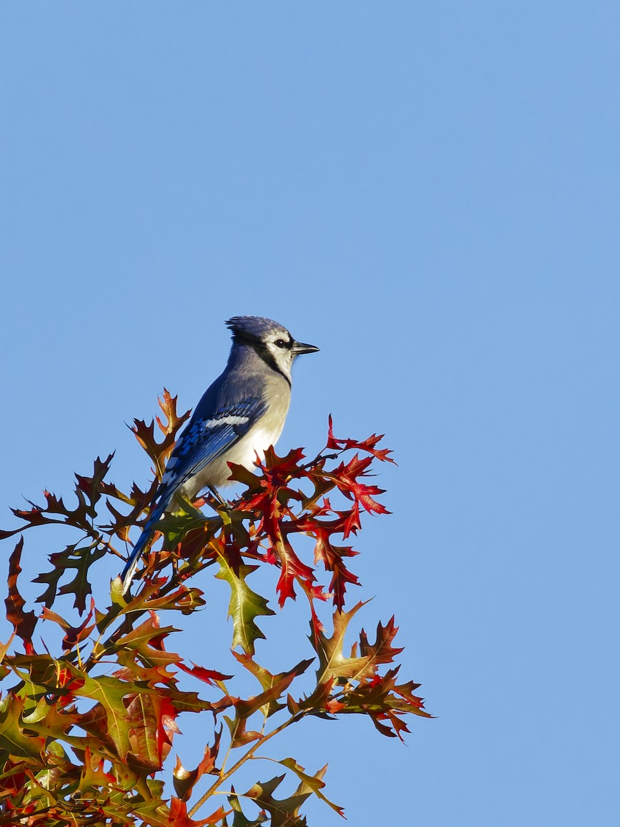 Сизойка блакитна - ML644560048