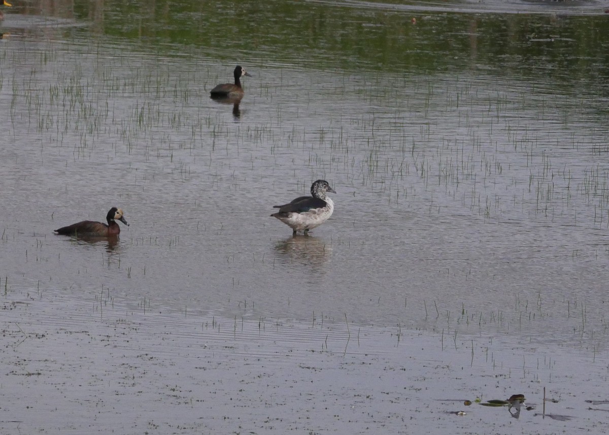 Knob-billed Duck - ML644560050
