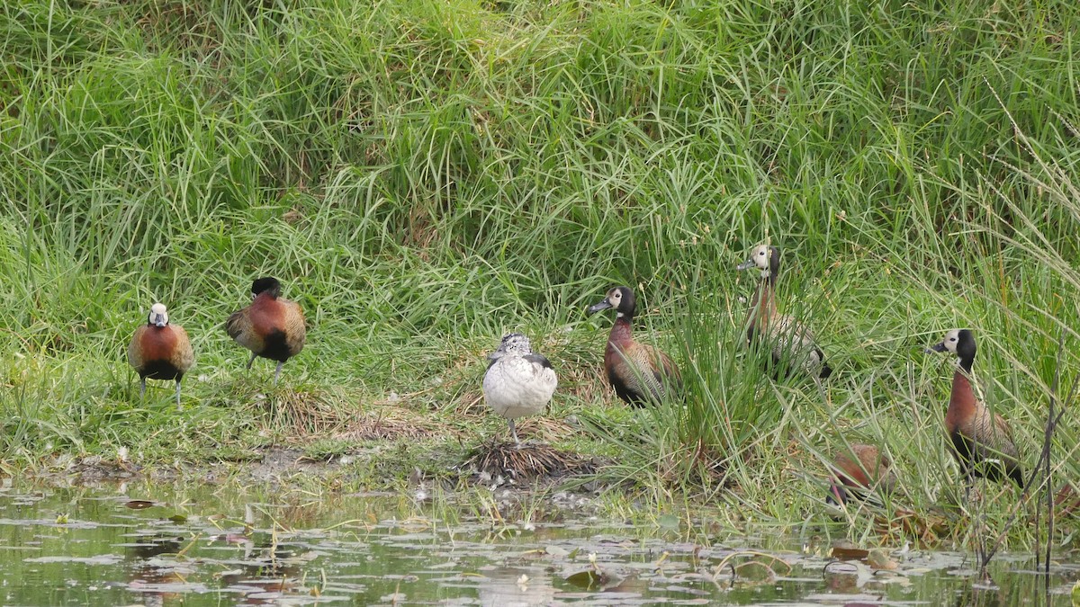 Knob-billed Duck - ML644560051