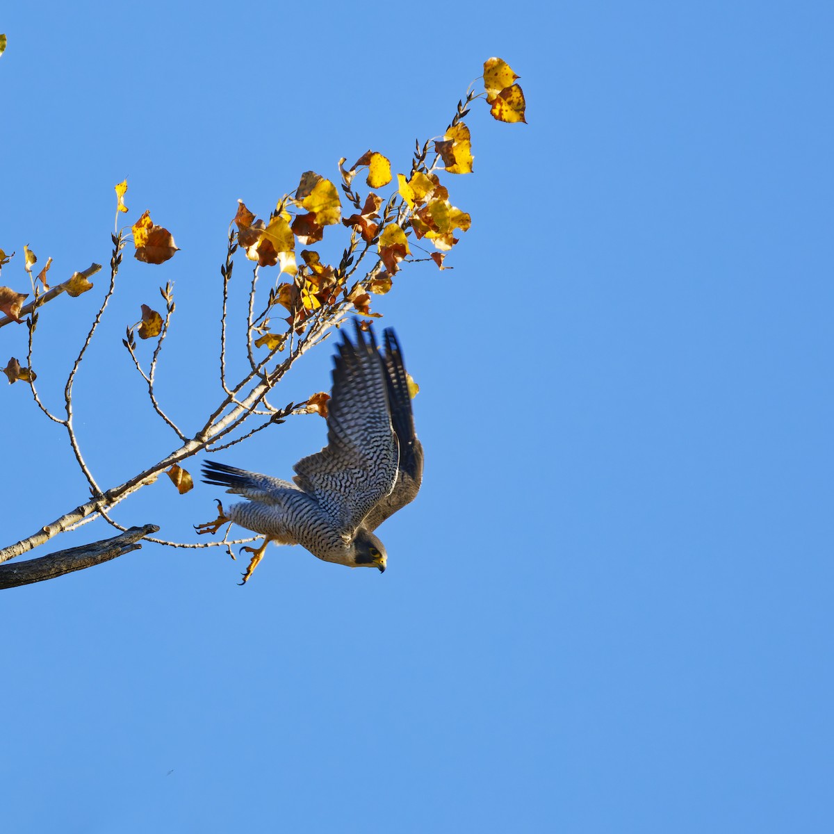 Peregrine Falcon - ML644560057