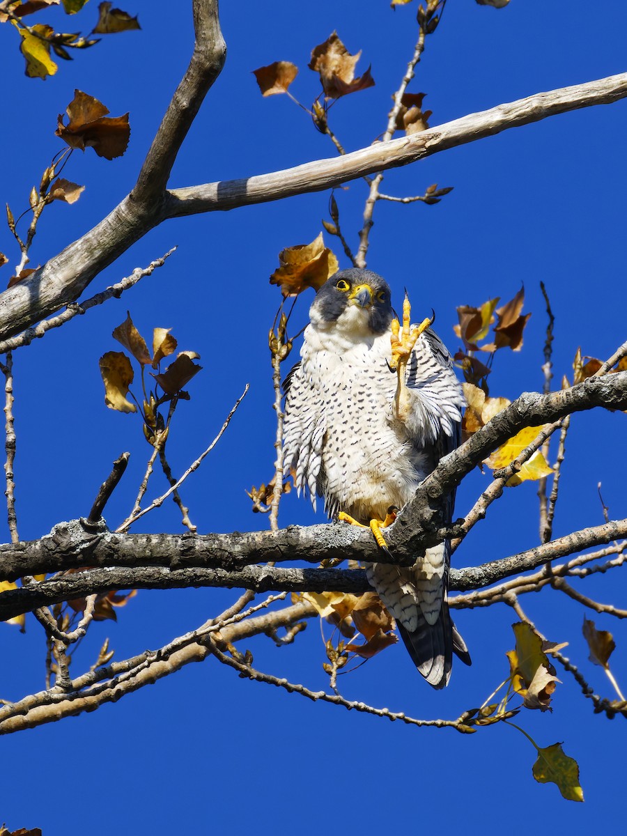 Peregrine Falcon - ML644560060