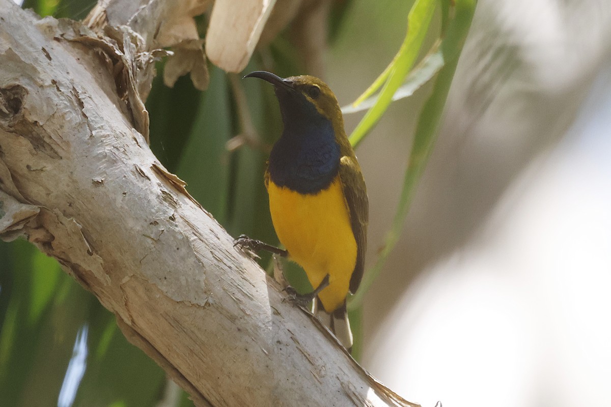 Sahul Sunbird - ML644560065