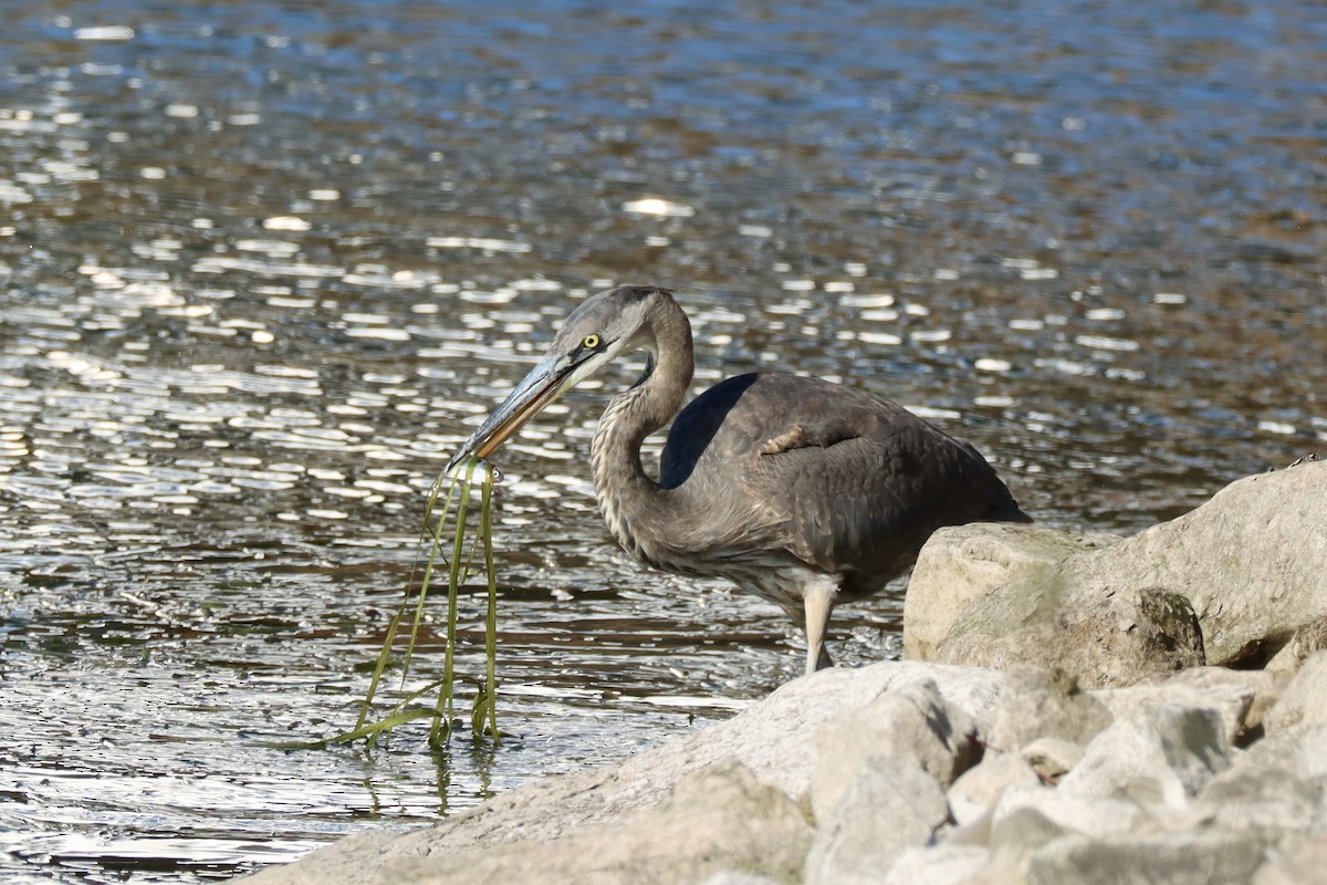 Great Blue Heron - ML644560088