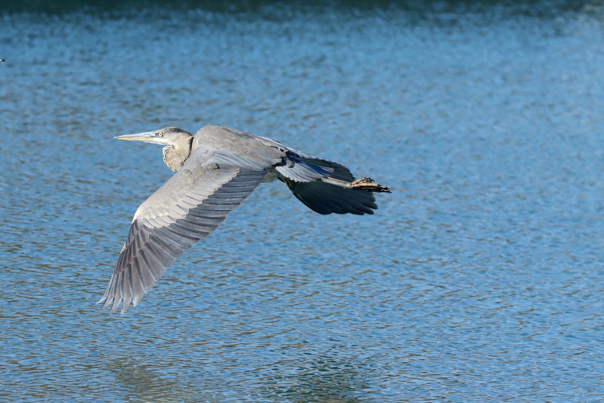 Great Blue Heron - ML644560089