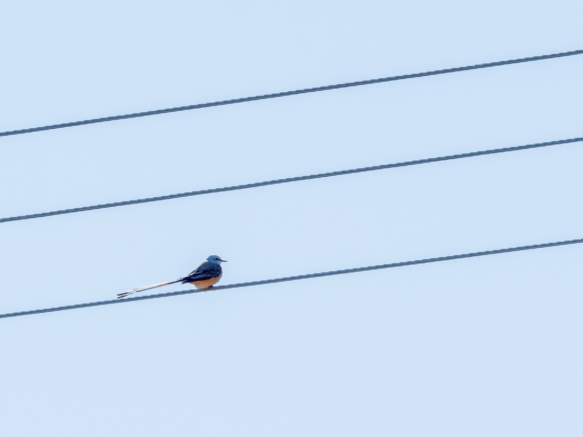 Scissor-tailed Flycatcher - ML644560093