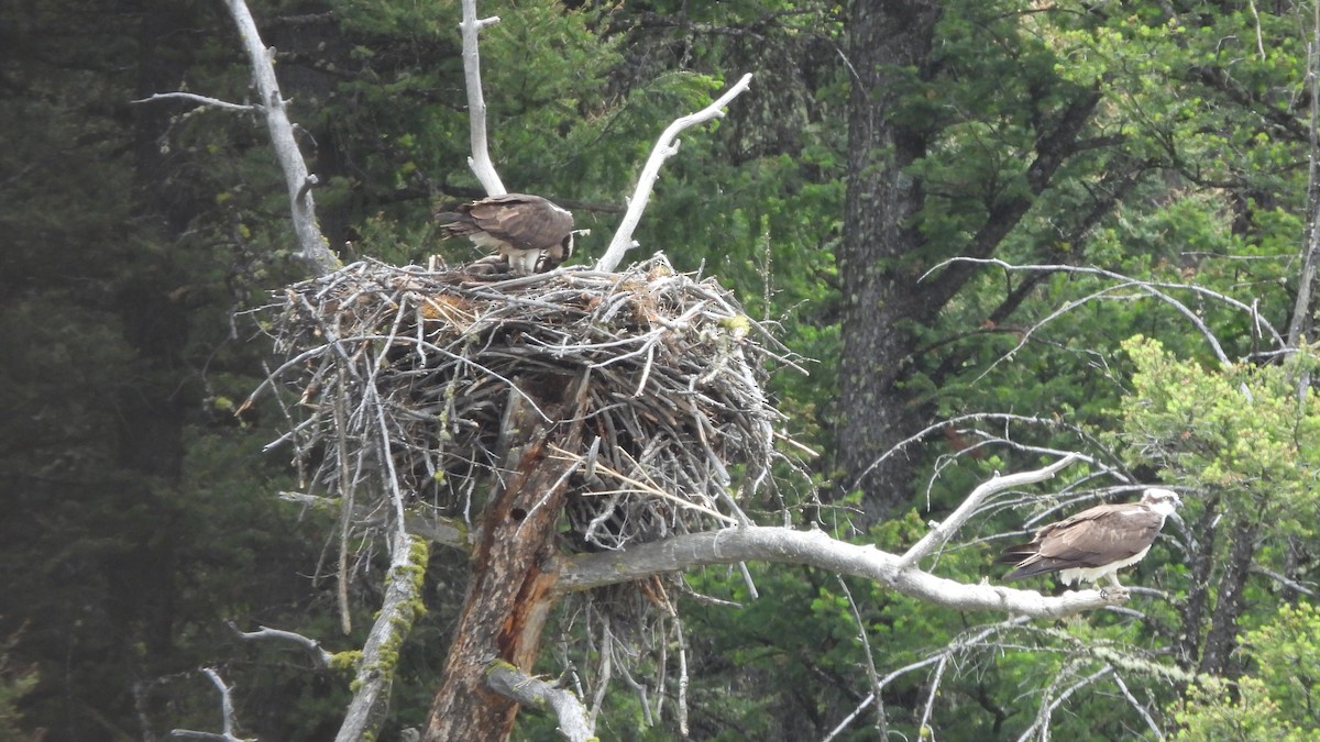 Загасч явлаг - ML644560099