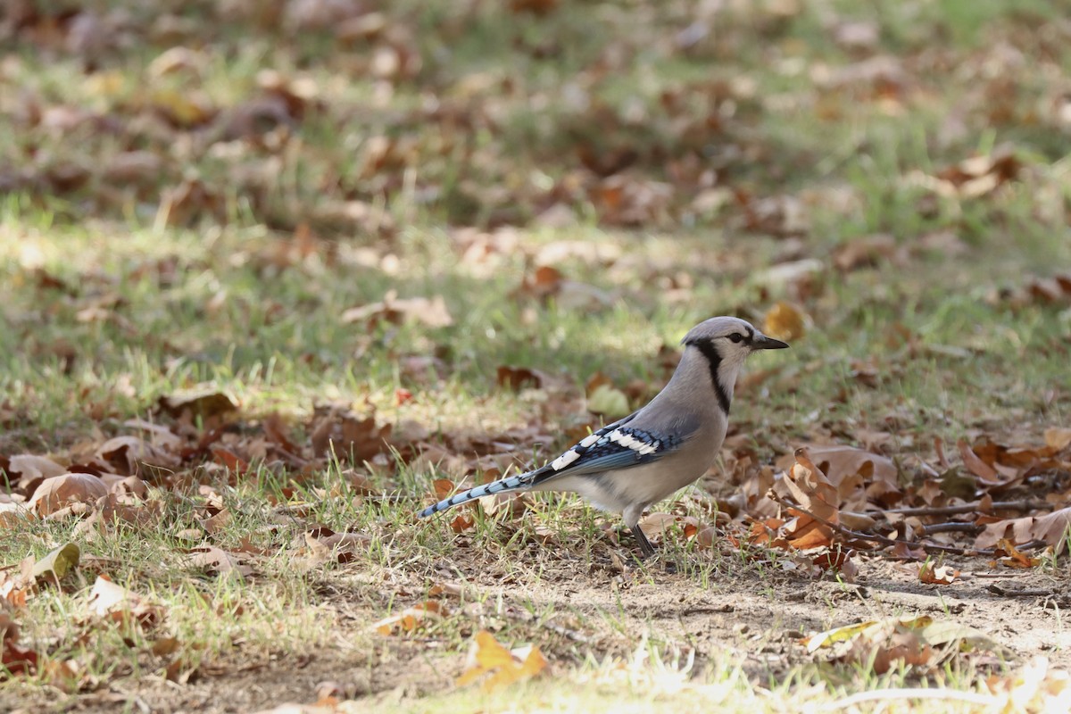 Сизойка блакитна - ML644560116