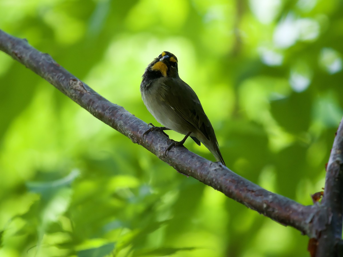 Goldbrauen-Gimpeltangare - ML644560119