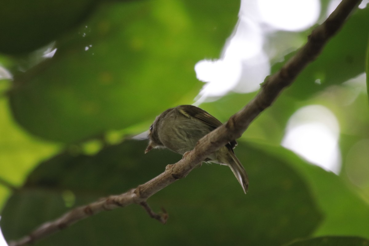 Todirostre à poitrine ombrée - ML644560123