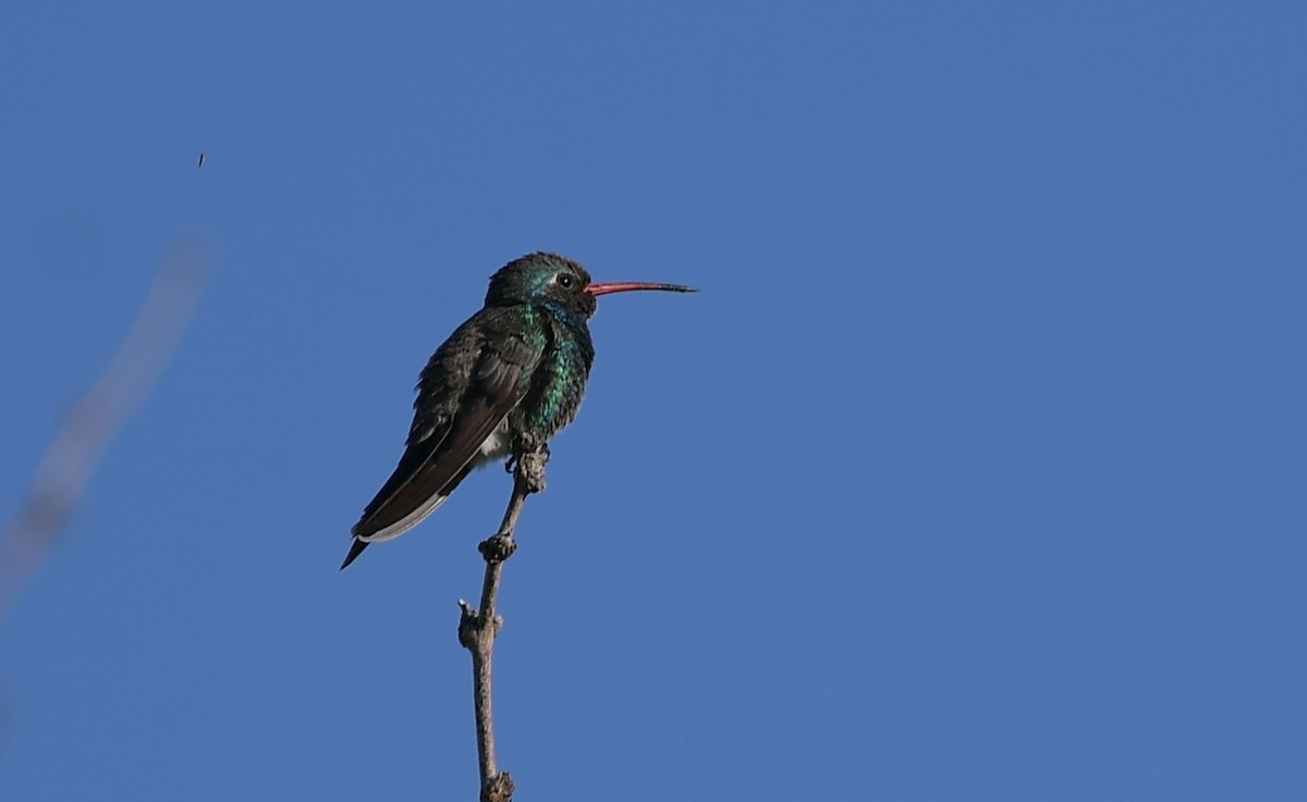 Broad-billed Hummingbird - ML644560137