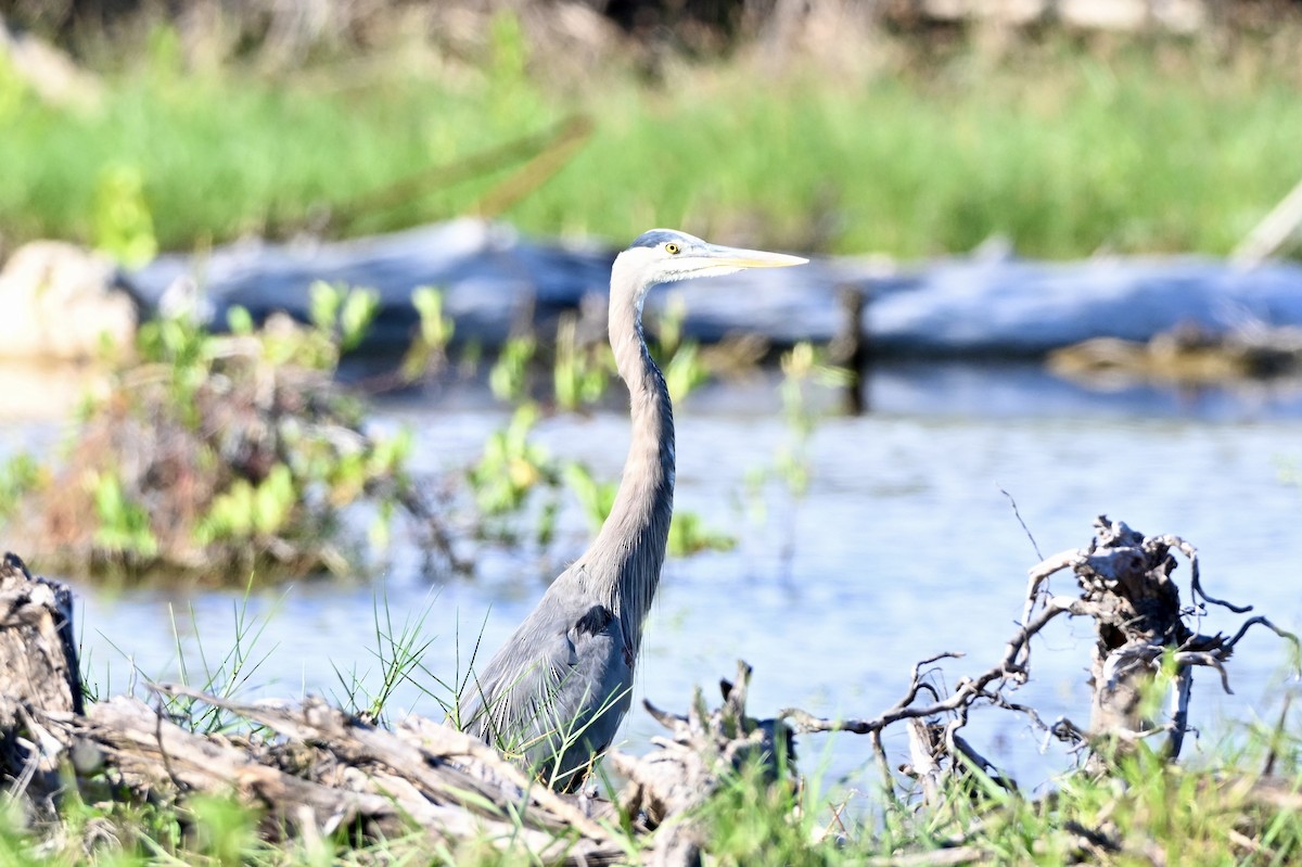Great Blue Heron - ML644560138