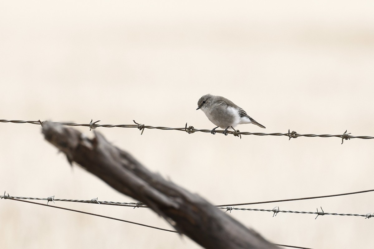 Avustalya Şakıcı Sinekkapanı - ML644560141