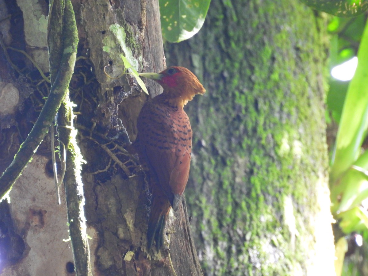 Каштановый дятел-гренадер - ML644560162