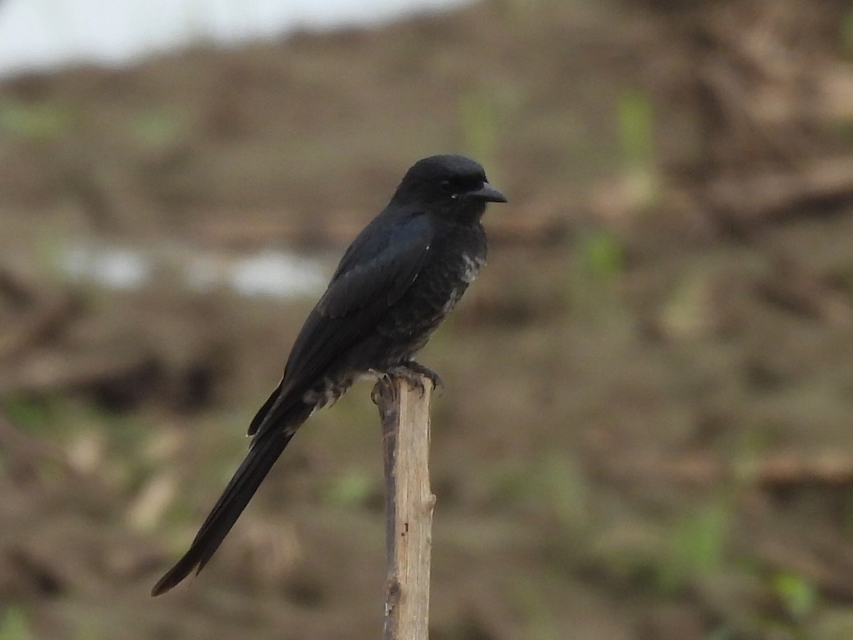 drongo černý - ML644560163