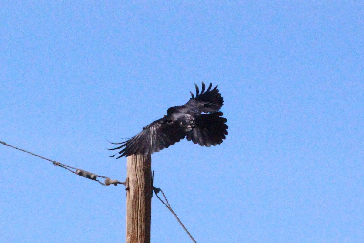 Common Raven - ML644560166