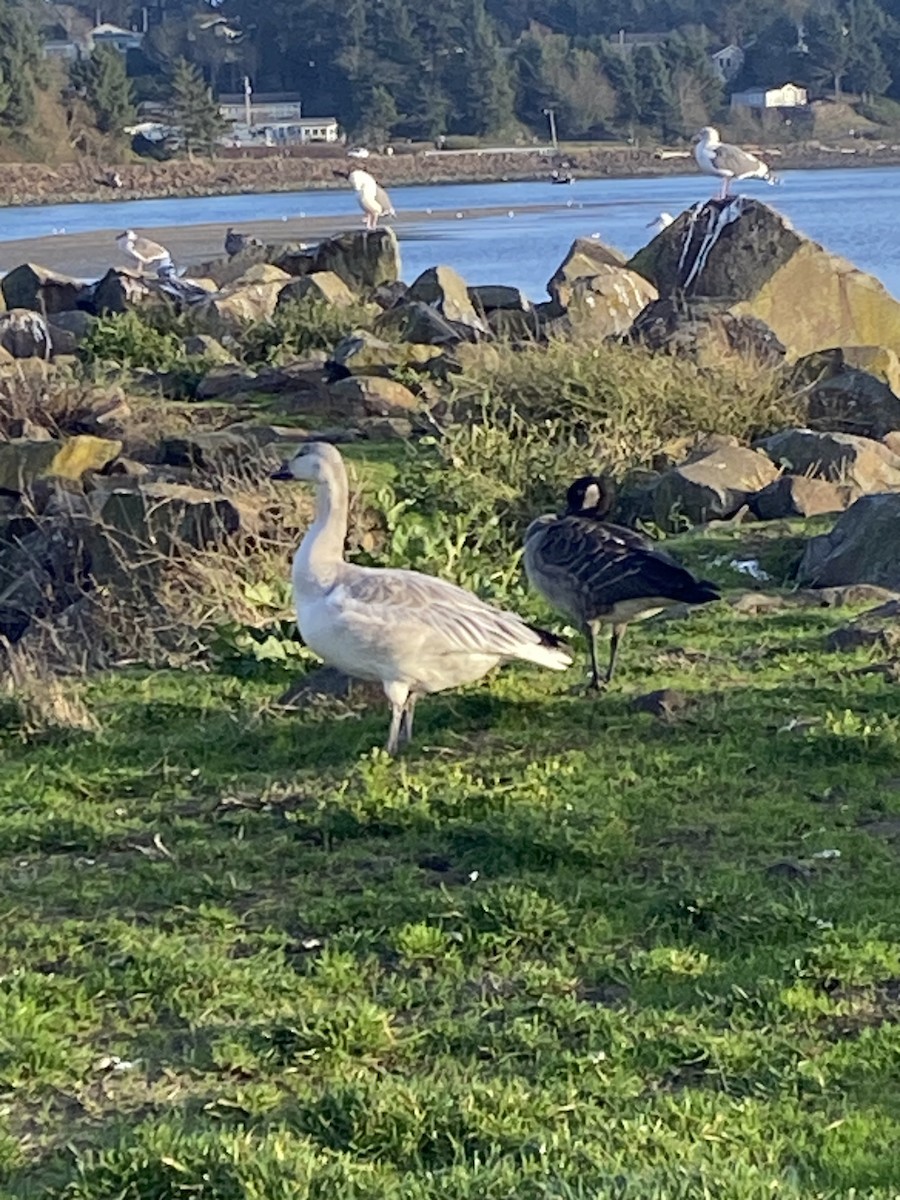 Oca delle nevi - ML644560170