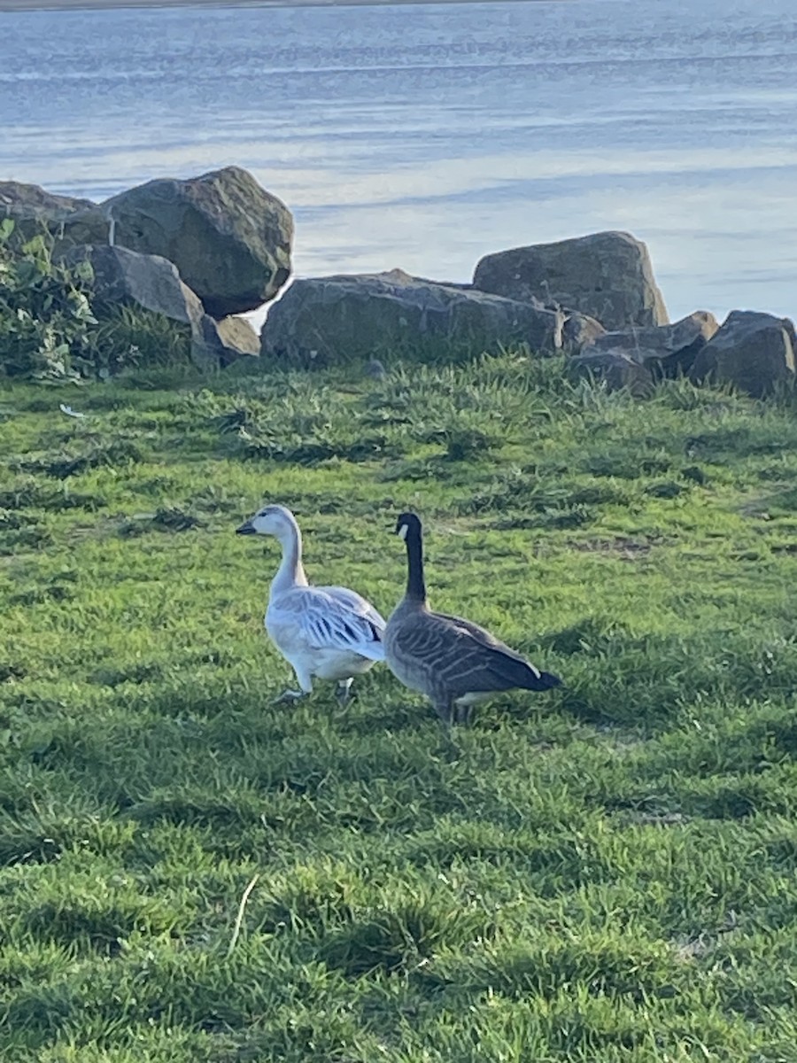 Oca delle nevi - ML644560172