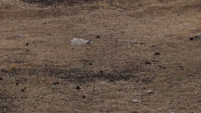 White-browed Ground-Tyrant - ML644560175